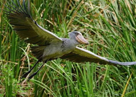Amazing African Shoebill 14 M High Has A Wingspan Of More Than 25 M