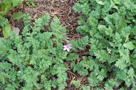 Storksbill A Pretty Little Weed With Valuable Plant Medicine The