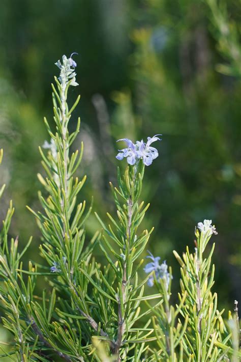 Rosemary Growing Care And Harvesting Rosemary