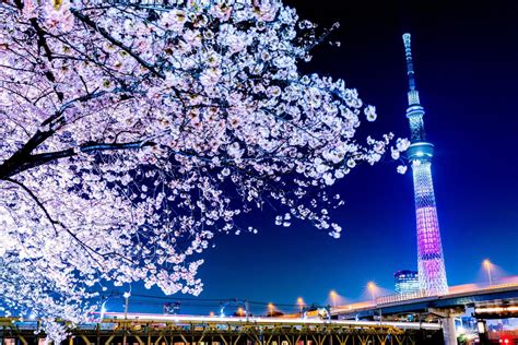 Famous Places For Cherry Blossoms In Tokyo Tabimania Japan