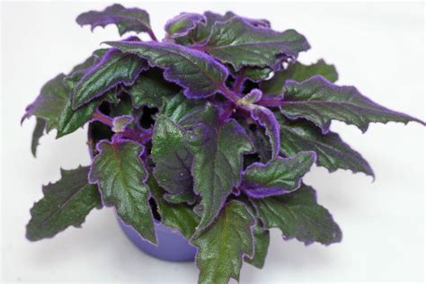 Gynura Aurantiaca Aka Purple Passion Velvet Plant House Plants