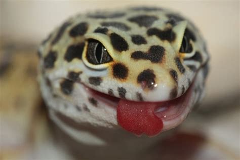 The Ridiculously Happy Gecko Test