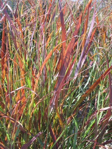 Ornamental Grass Suggestions From The Dyck Arboretum Of The Plains