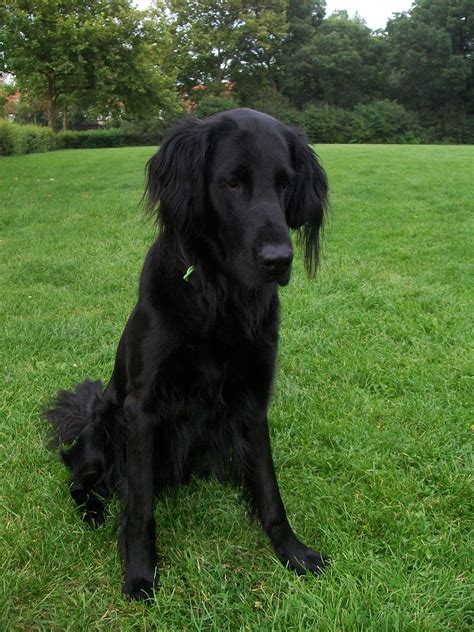 A Large Black Dog Sitting On Top Of A Lush Green Grass Covered Field