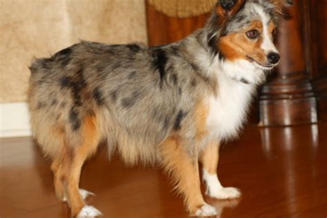 Blue Horizon Toy Australian Shepherds