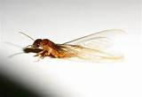 Termite Flying Photos