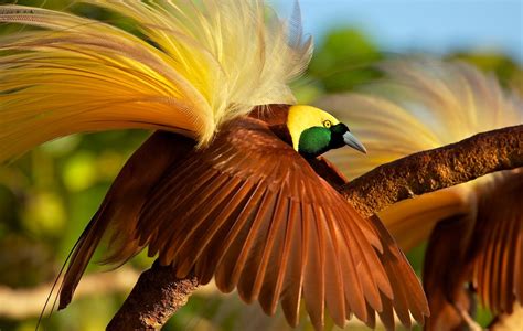 Birds Of Paradise Pictures