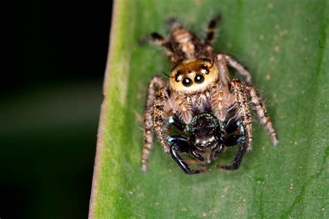 If no food source is available, the spider will leave. Nature Magnified: Do Spiders Eat Other Spiders?