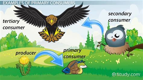 Primary Consumers Lesson For Kids Definition And Examples Video