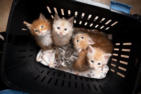 Heaven Internet Obsesses Over Woman Fostering 30 Kittens