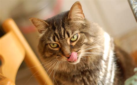 Cat Photos