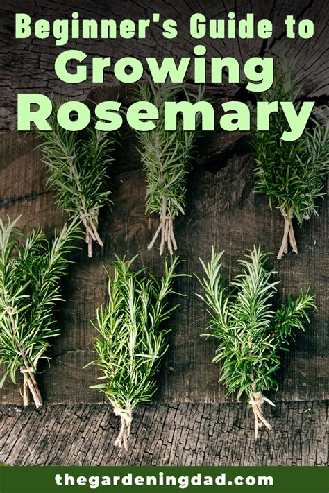How To Grow Rosemary From Seed In 5 Easy Steps Artofit