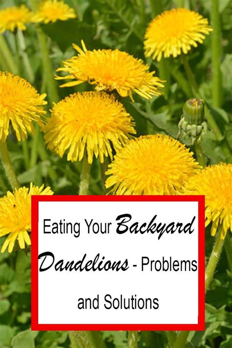 Can You Eat Dandelions In Your Backyard Lets Find Out 2021