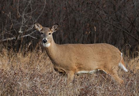 Deer Consumption Advisory Deer Game Species Hunting Hunting
