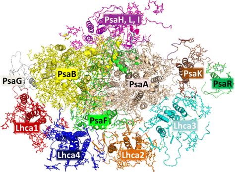 Where does photosynthesis takes place? Light-harvesting in photosystem I | SpringerLink