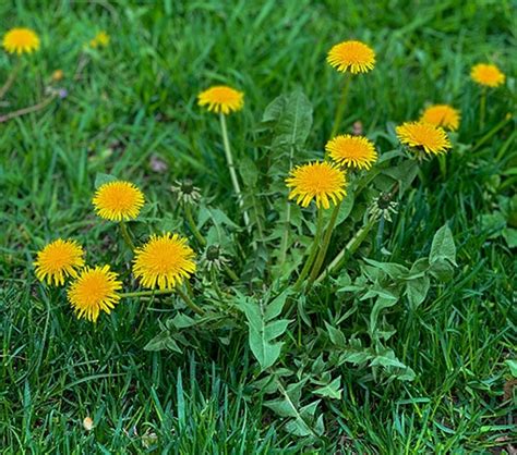 No one will hurt him again when he disappears into the woods. Are Dandelions Poisonous to Dogs? - PetBlog.org
