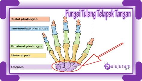 Fungsi Tulang Telapak Tangan Dan Struktur Bagiannya Lengkap Dengan Hot Sex Picture