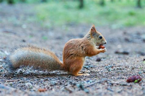 Squirrel Is Eating A Hazelnut Side View Stock Image Image Of Brown