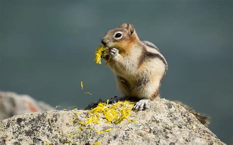 Wallpaper Squirrel Eat Flowers 1920x1200 Hd Picture Image