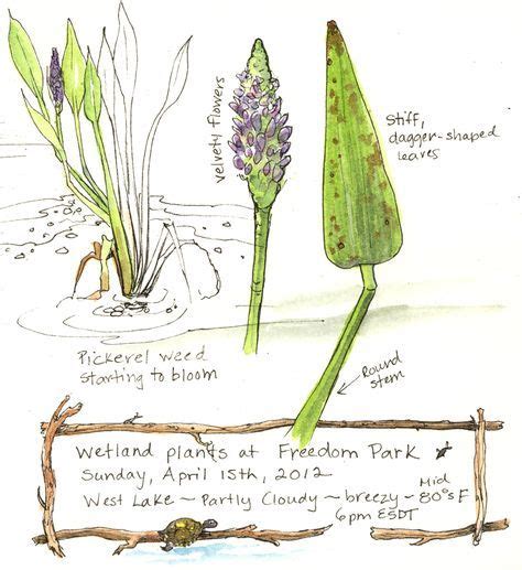 A Nature Art Journal In Southwest Florida Wetland Plants At Freedom