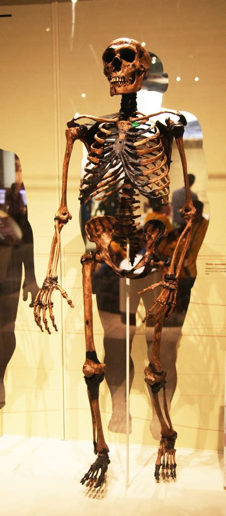 Neanderthal Male Adult Smithsonian Museum Of Natural His Flickr