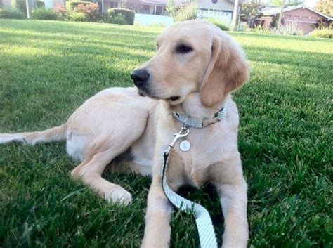 You can even buy a matching leash, sold separately. wearing her montauk collar | Labrador retriever, Golden ...