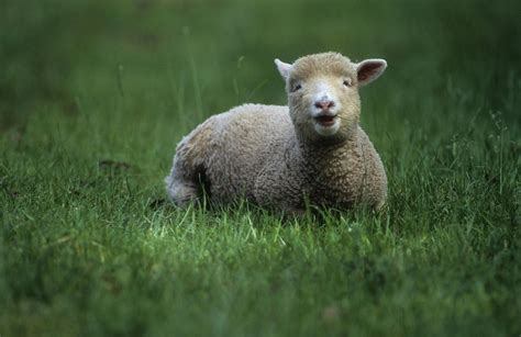 Smiling Lamb In Pasture Photograph By Jerry Shulman