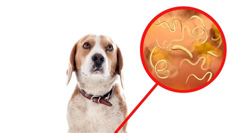 The 2 Ways To Get Rid Of Tapeworms In Dogs For Good Animals Latest