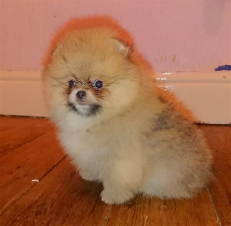 Updates Updates Pomeranian Dog Poodle Dog Puppies