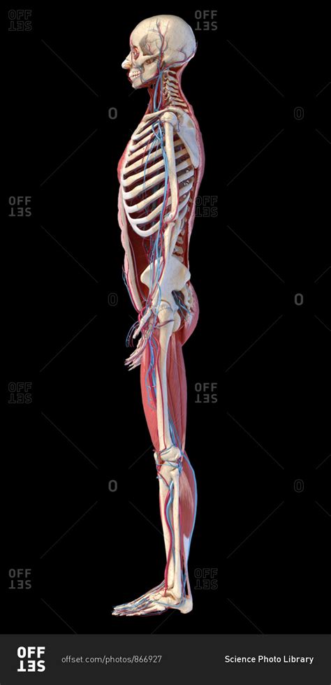 Torso Anatomy Side Skeleton Back Torso And Arm By Katwynn On
