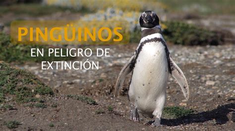 Pingüinos En Peligro De Extinción Youtube