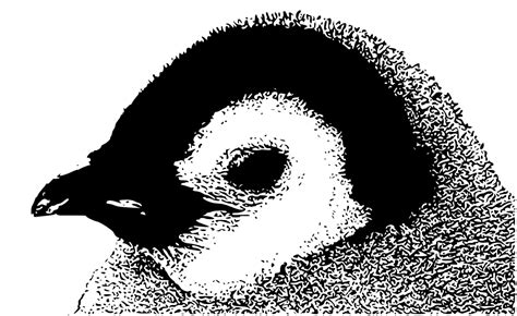 Onlinelabels Clip Art Emperor Penguin Chick Head
