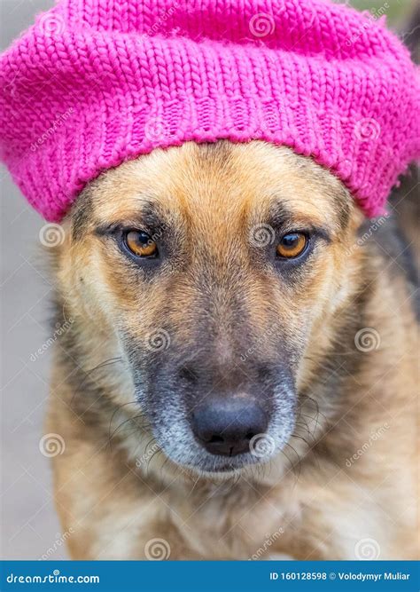 El Perro Con El Sombrero Rosa Mira Hacia Adelante Con Cuidado Foto De