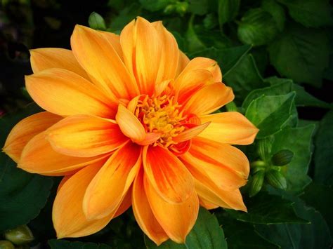 Orange Dahlia Flower Free Image Download