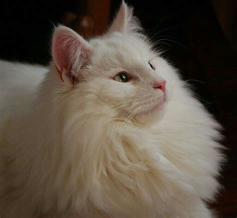 Skip to registered breeder list >. Pin by Barbara Smith on Beautiful Ragdolls, Persians ...