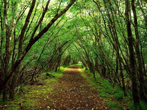 Carrie Bernard: forest background