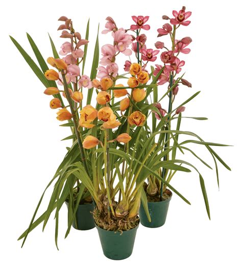 Cymbidium Orchid • Lifestyle Home Garden Online Store