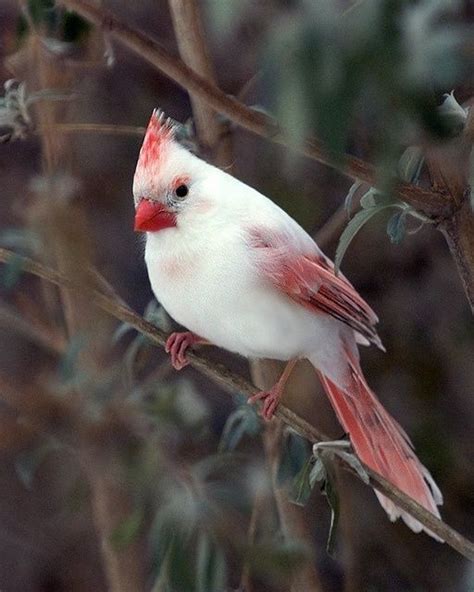 Albino Cardinal Birds Of A Feather Pinterest Beautiful Change 3