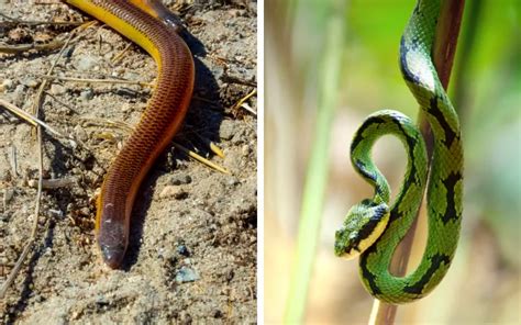 Legless Lizard Vs Snake What Is The Difference Reptile Jam