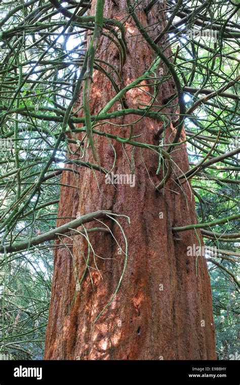 Thick Tree Trunk Stock Photos And Thick Tree Trunk Stock Images Alamy