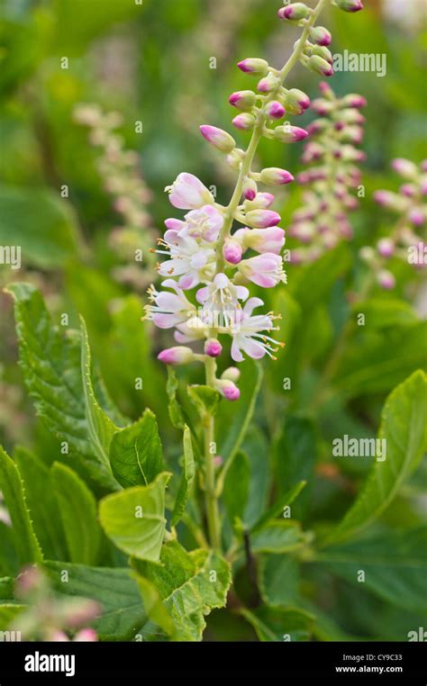 Sweet Pepper Bush Clethra Alnifolia Stock Photo Alamy