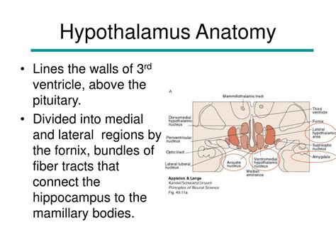 anatomy of hypothalamus n limbic system