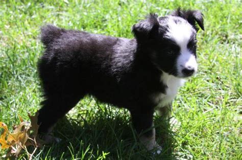 Browse photos and descriptions of 1000 of minnesota australian shepherd puppies of many breeds available right now! 4 Beautiful Purebred Toy/Mini Australian Shepherd Puppies ...