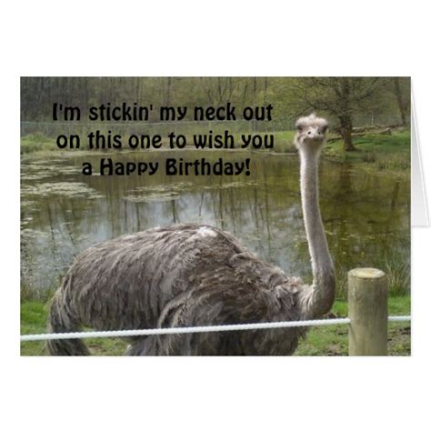 Funny Ostrich Birthday Cards Zazzle