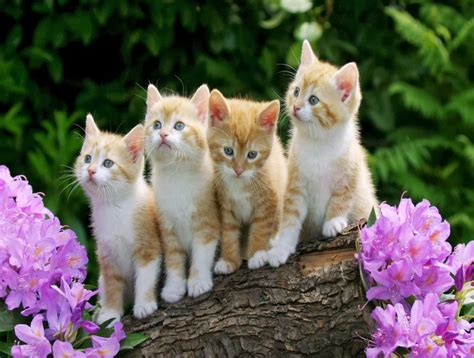 Kitten Wallpapercatmammalvertebratesmall To Medium Sized Cats