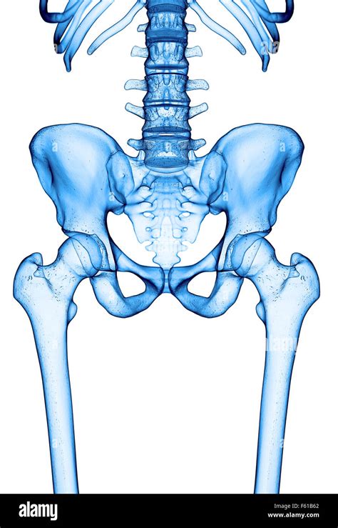 3d Hip Joint Hi Res Stock Photography And Images Alamy
