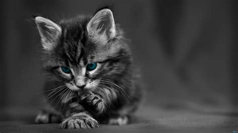 4k Ultra Hd Cat Wallpapers Hd Desktop Backgrounds Hd Black And White