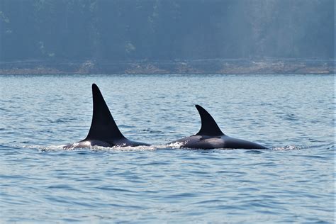 Orcas Vancouver Island Homalco Wildlife And Cultural Tours