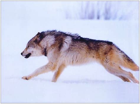 Running Wolf Wolves Photo 19450110 Fanpop