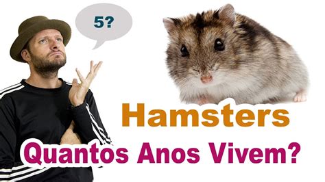 Quantos Anos O Hamster Vive
